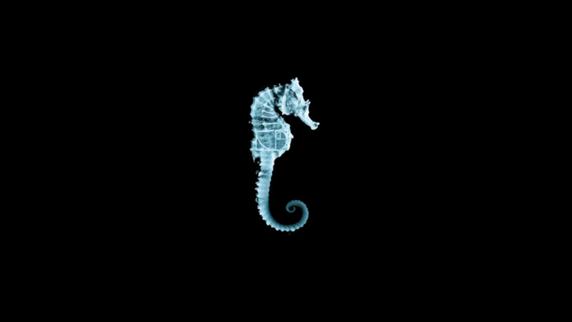 Original glyph: Seahorse